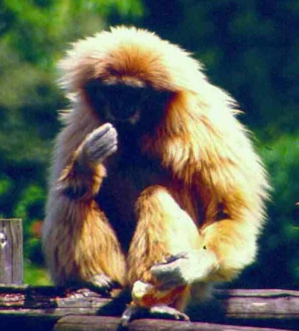 Gibbon's Main Page