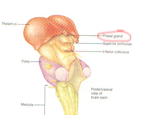 figure 4.12 Kalat (1992), p.109