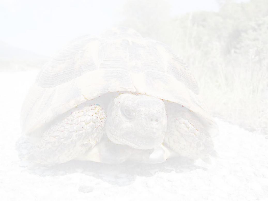 Turtle Home Base