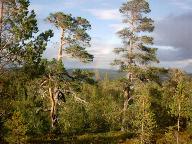 Picture taken by myself during a vacation in Sweden in 2003, near the biggest waterfall of the country.