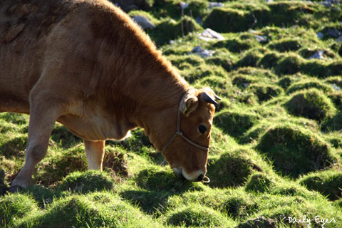 Onderzoeksvraag 34: Worden steeds meer dieren vegetarisch?